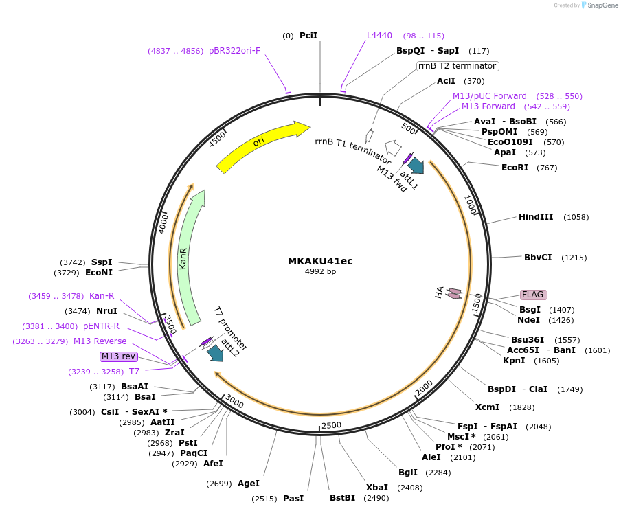 131014-plasmid-map-sequence-id-258108