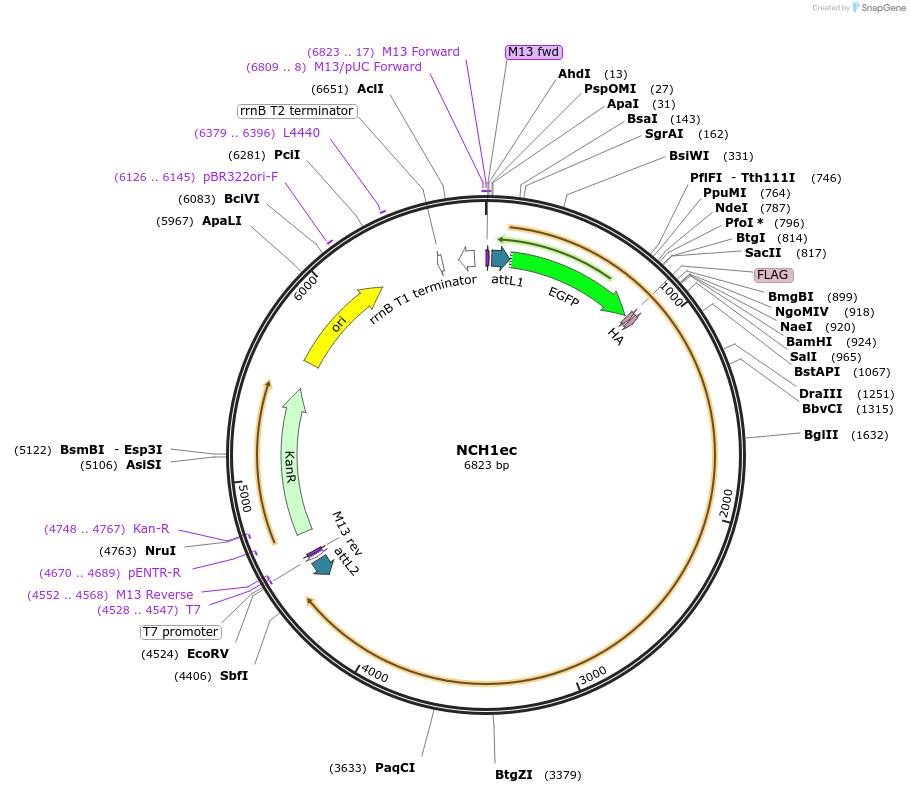 131016-plasmid-map-sequence-id-258110