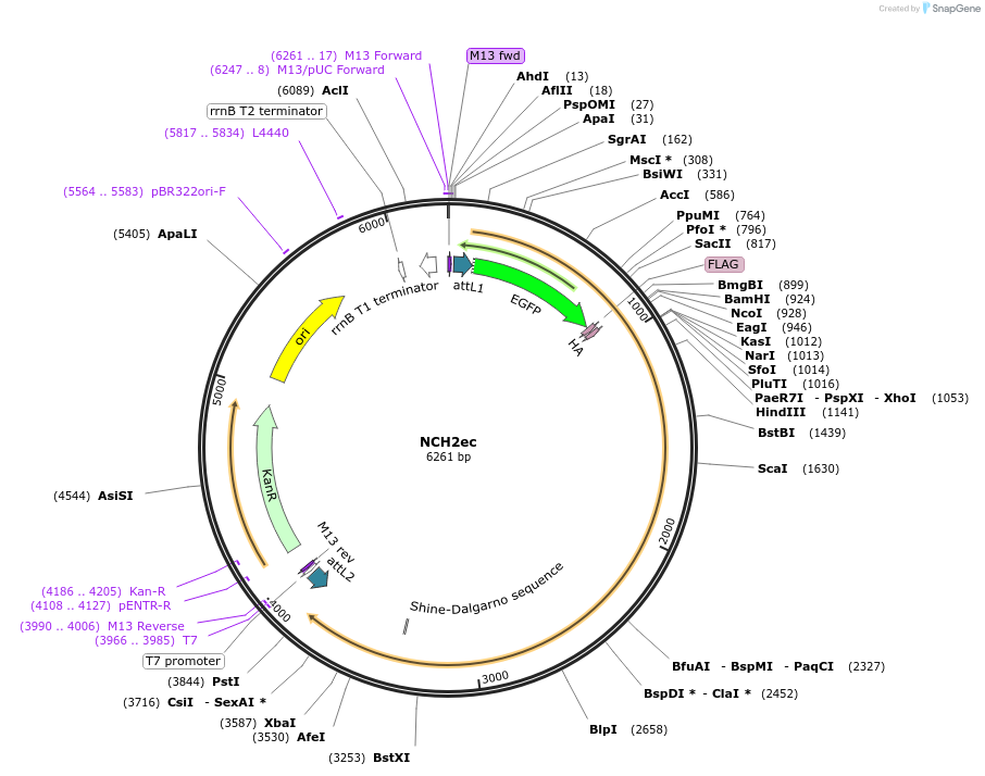 131018-plasmid-map-sequence-id-258111