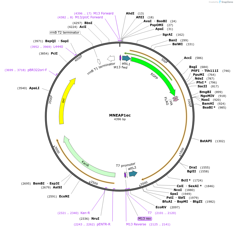 131020-plasmid-map-sequence-id-258112
