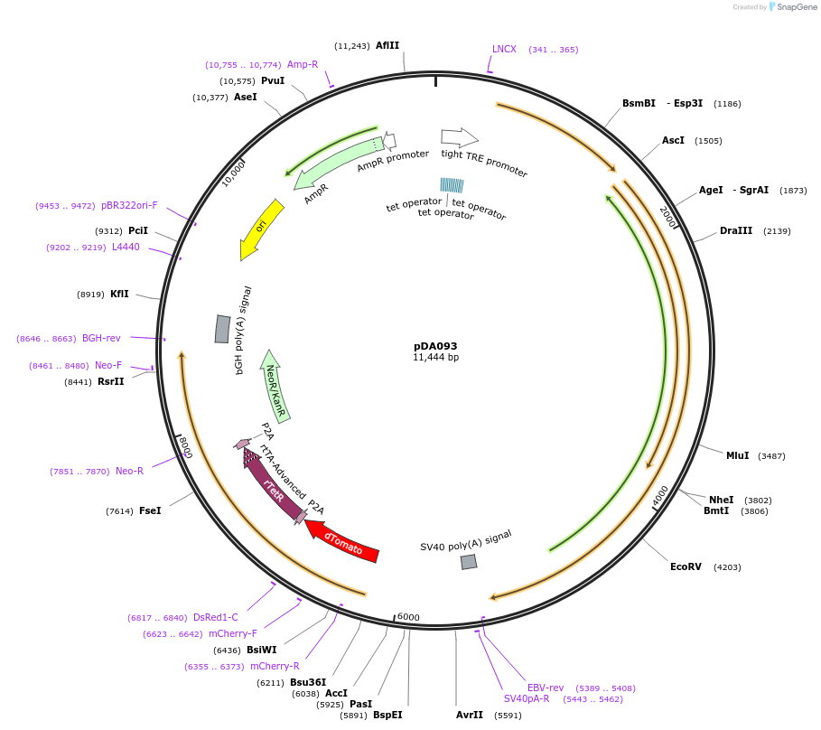 131390-plasmid-map-sequence-id-258114