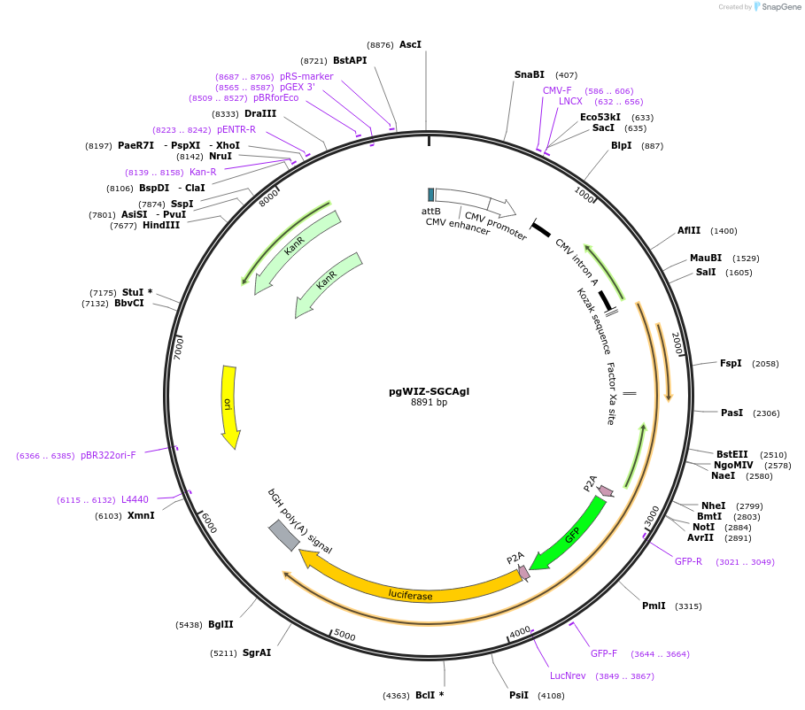 131456-plasmid-map-sequence-id-258116