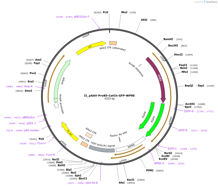 125925-plasmid-map-sequence-id-258118