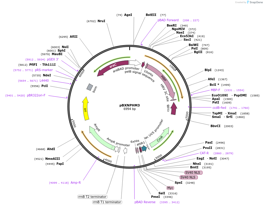 110099-plasmid-map-sequence-id-258124