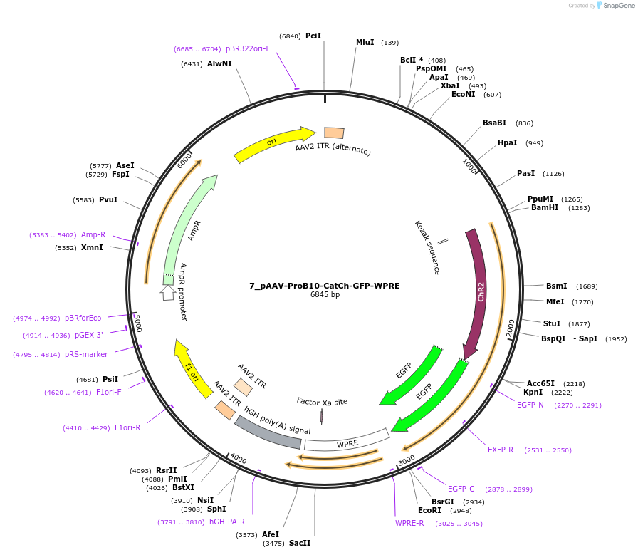 125930-plasmid-map-sequence-id-258127
