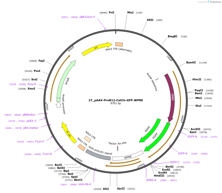 125932-plasmid-map-sequence-id-258132