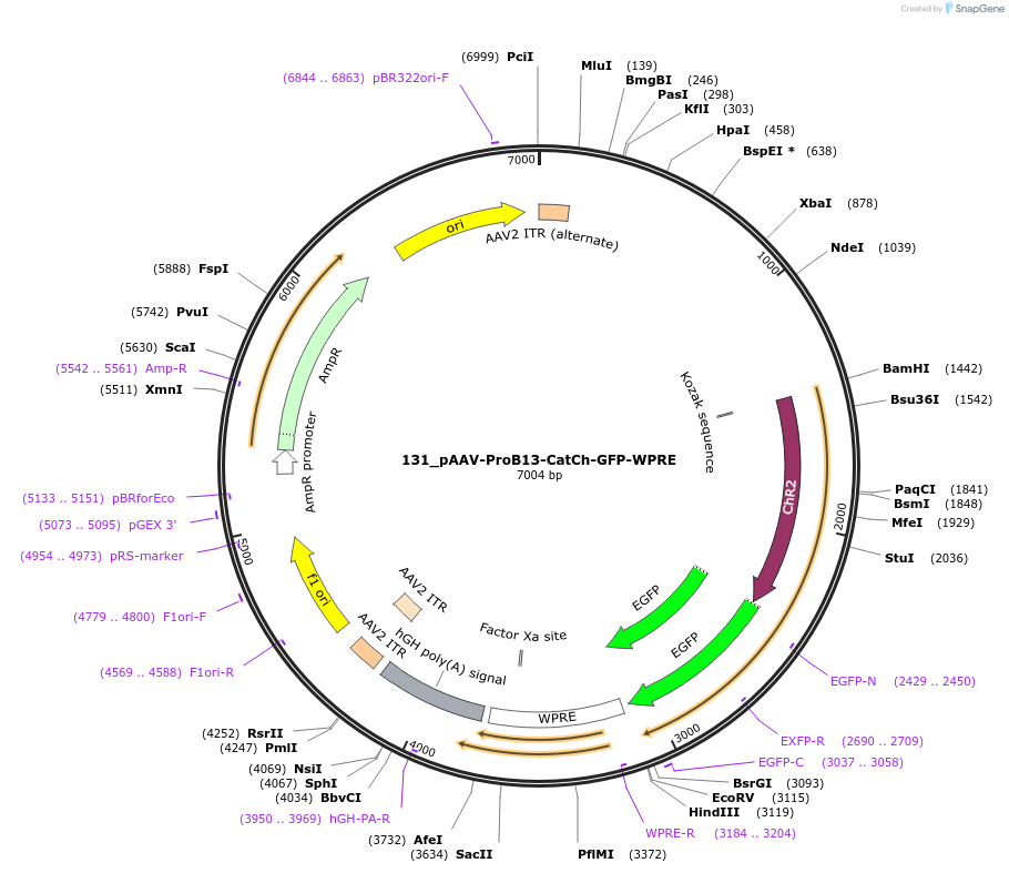 125933-plasmid-map-sequence-id-258133