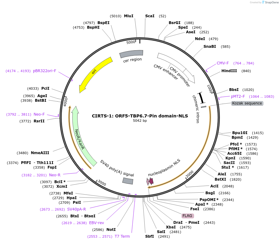 132543-plasmid-map-sequence-id-258151
