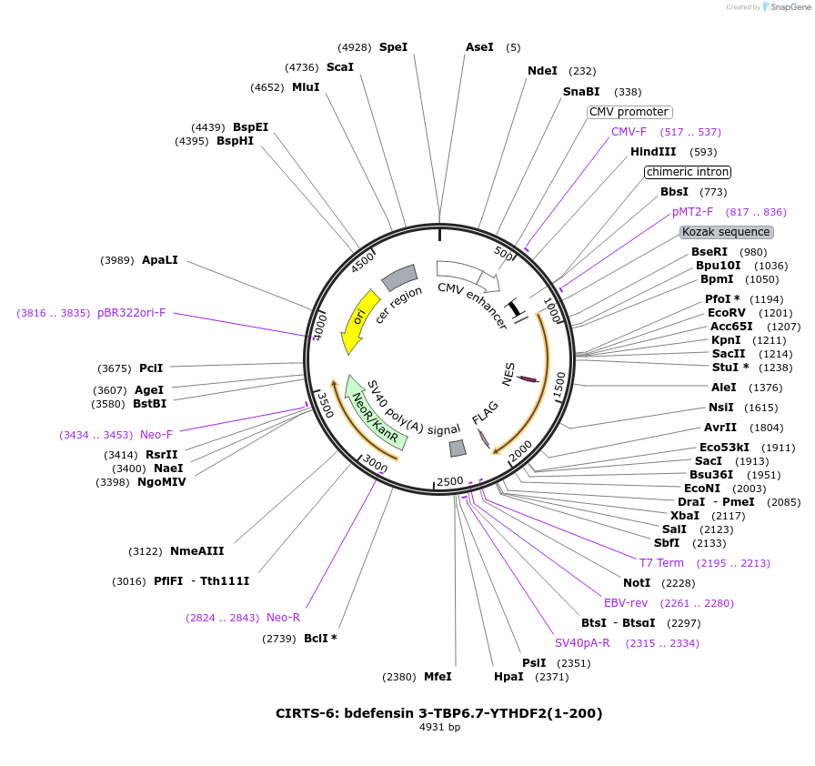 132544-plasmid-map-sequence-id-258153