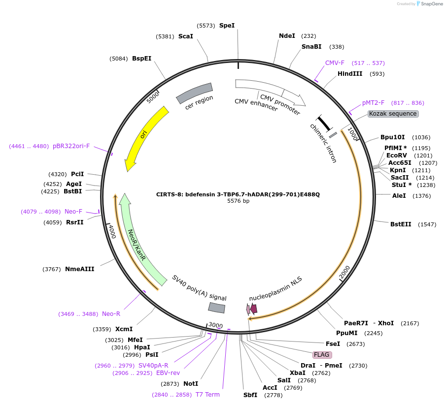 132545-plasmid-map-sequence-id-258154