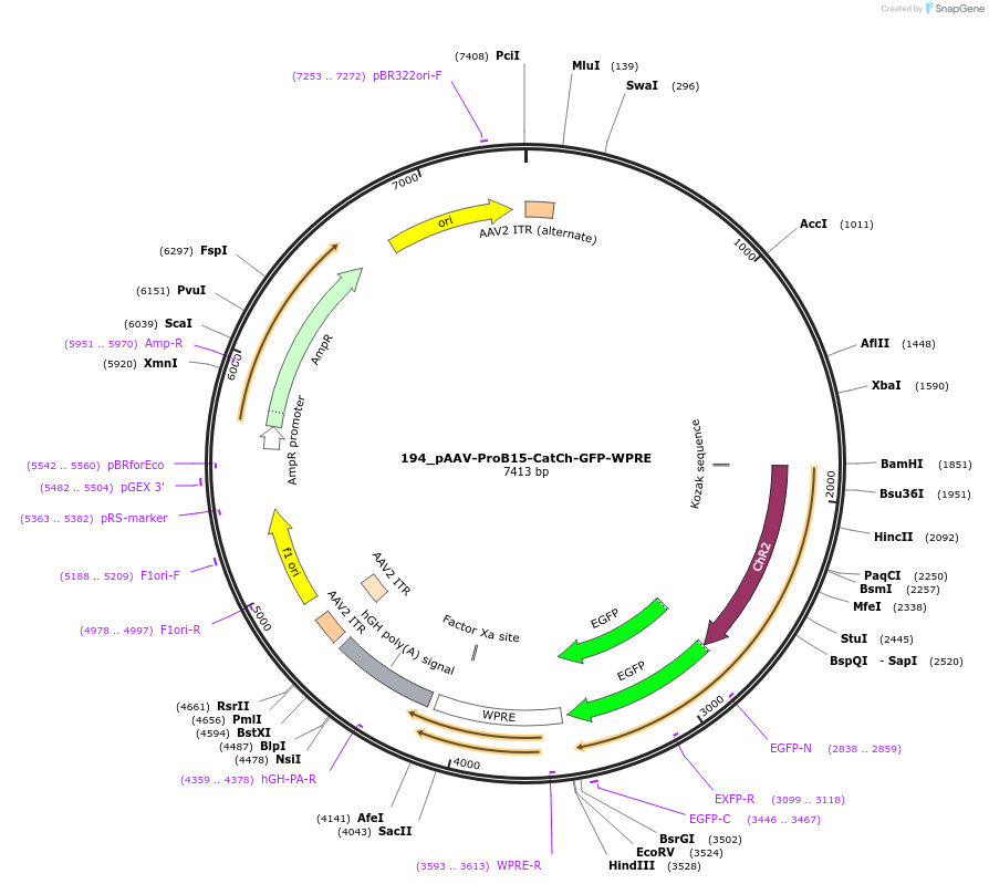 125935-plasmid-map-sequence-id-258157