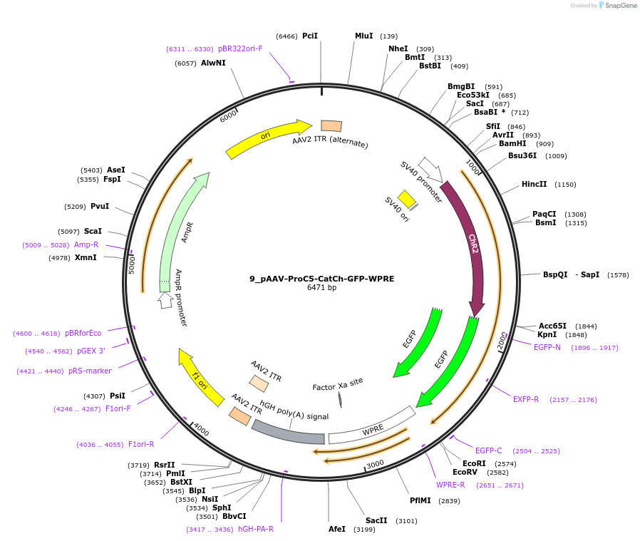 125941-plasmid-map-sequence-id-258162
