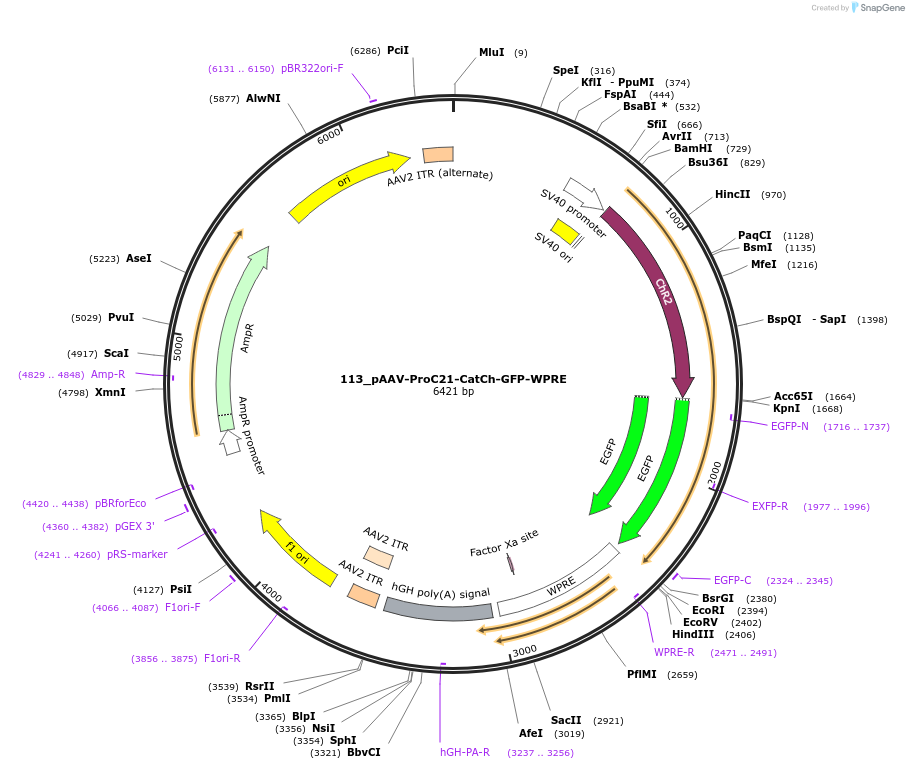 125956-plasmid-map-sequence-id-258163