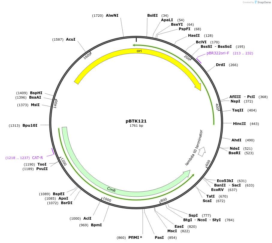 110581-plasmid-map-sequence-id-258164