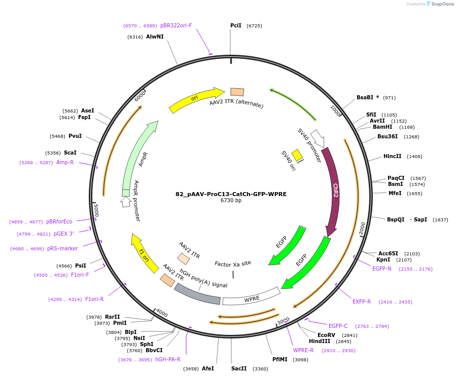 125948-plasmid-map-sequence-id-258171