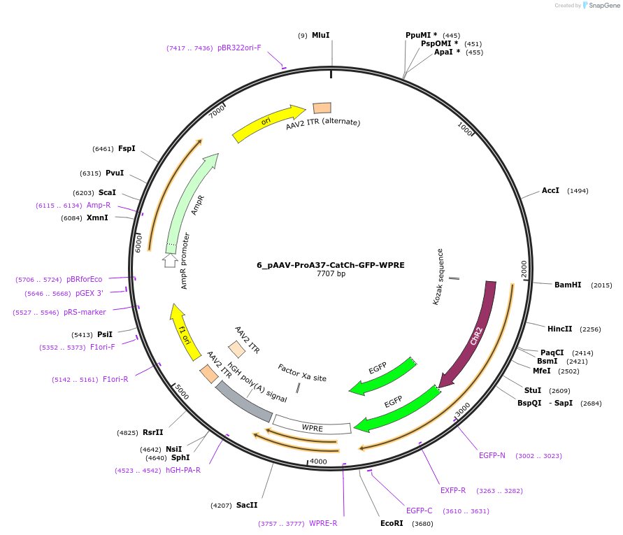 125920-plasmid-map-sequence-id-258174