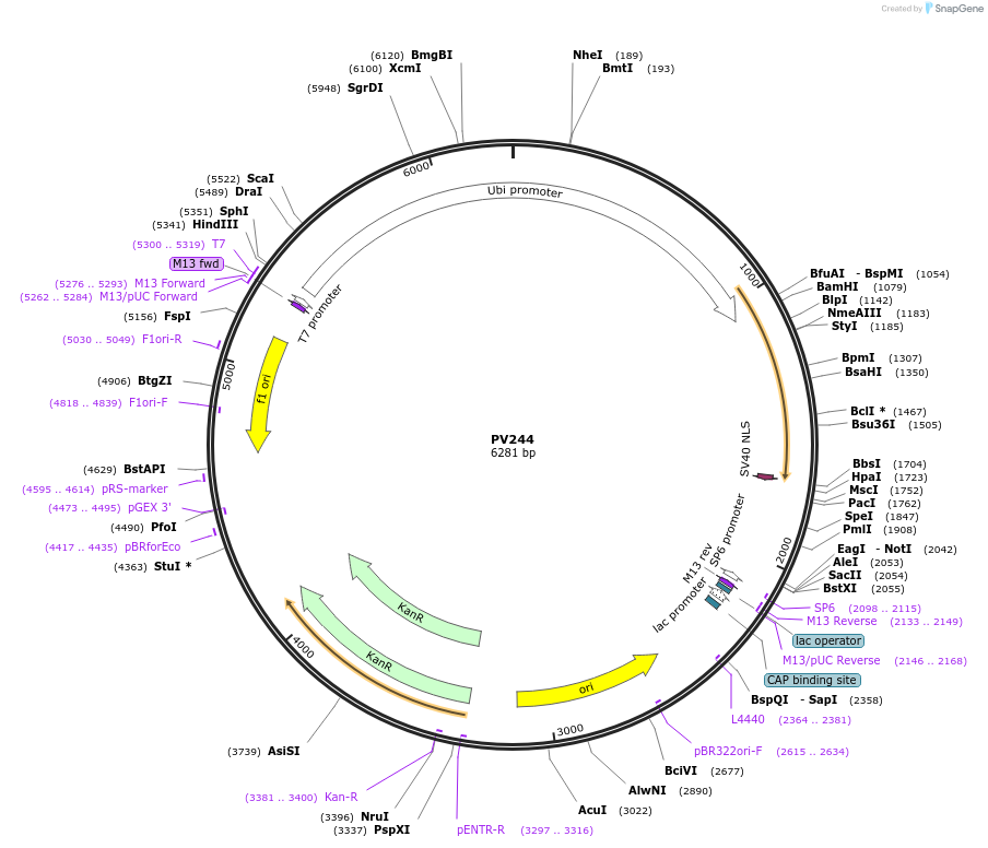 132335-plasmid-map-sequence-id-258176