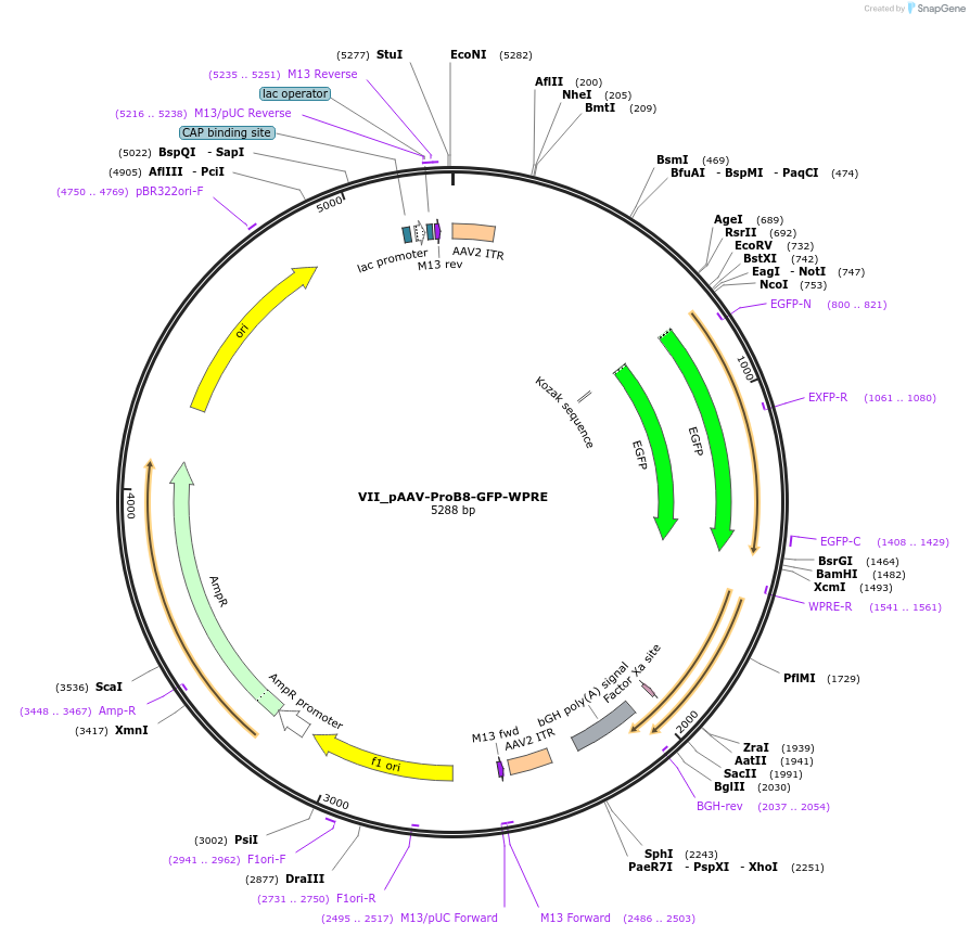 125928-plasmid-map-sequence-id-258177