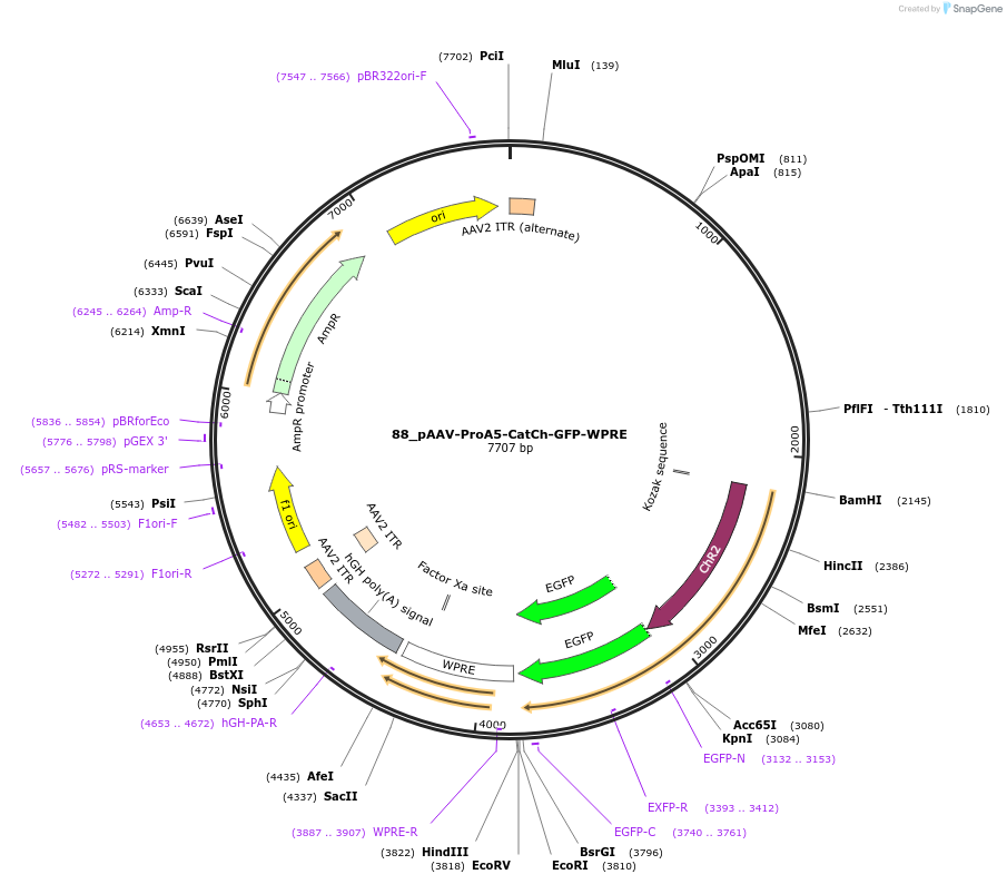 125889-plasmid-map-sequence-id-258185