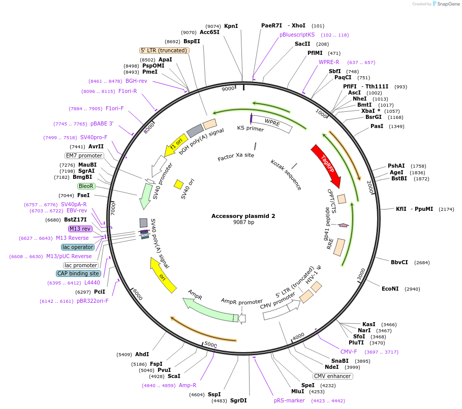 128571-plasmid-map-sequence-id-258188