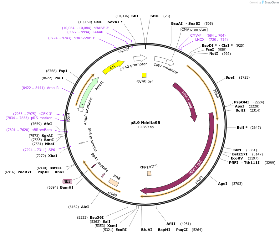 132929-plasmid-map-sequence-id-258189