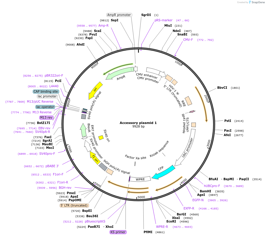 128569-plasmid-map-sequence-id-258190