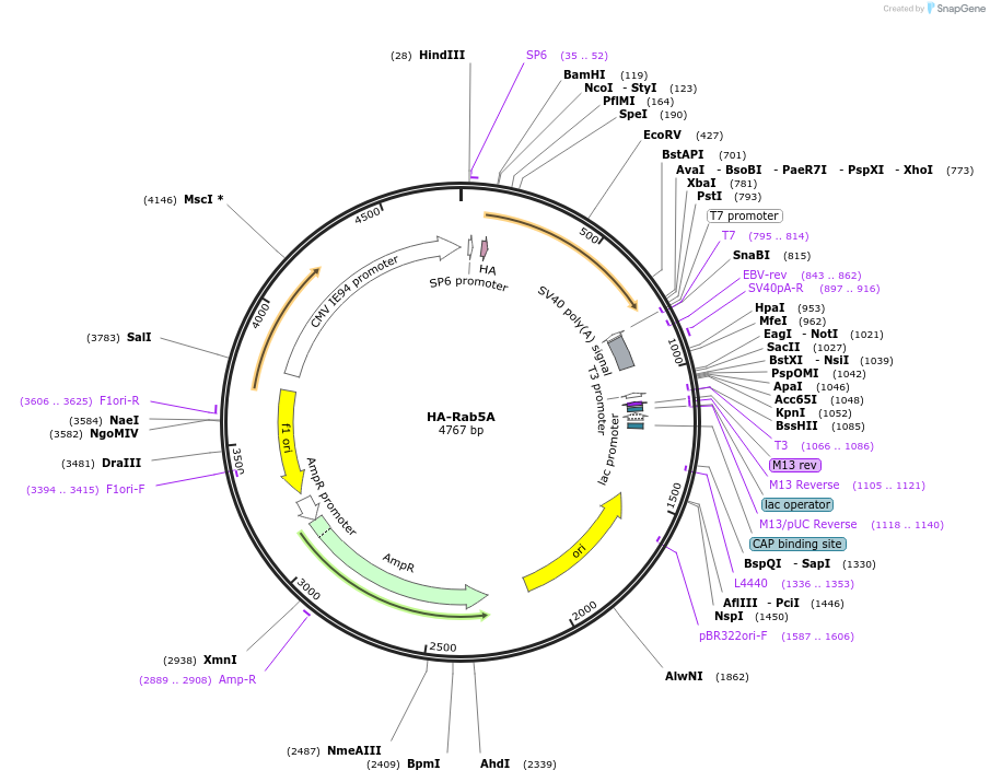 131416-plasmid-map-sequence-id-258192