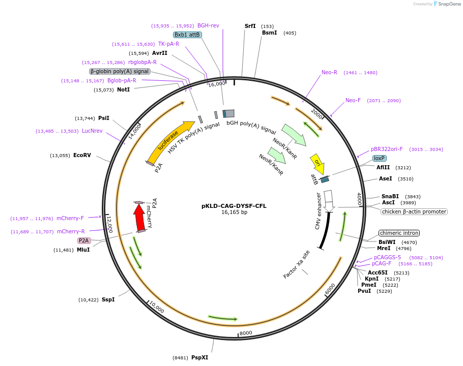 131457-plasmid-map-sequence-id-258193