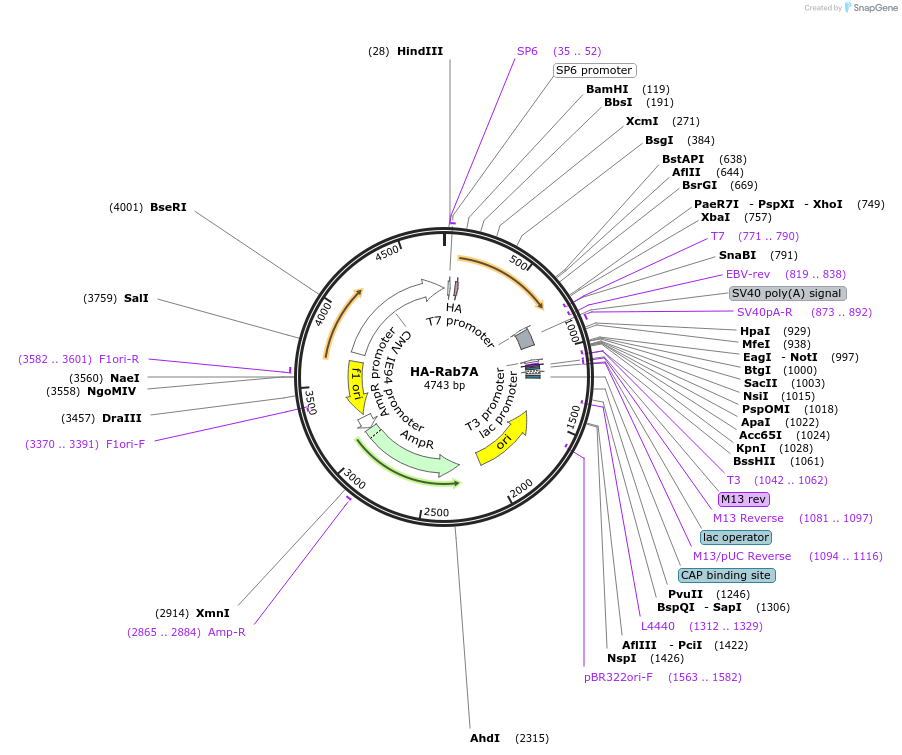 131417-plasmid-map-sequence-id-258194