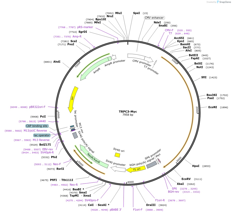 25902-plasmid-map-sequence-id-258204