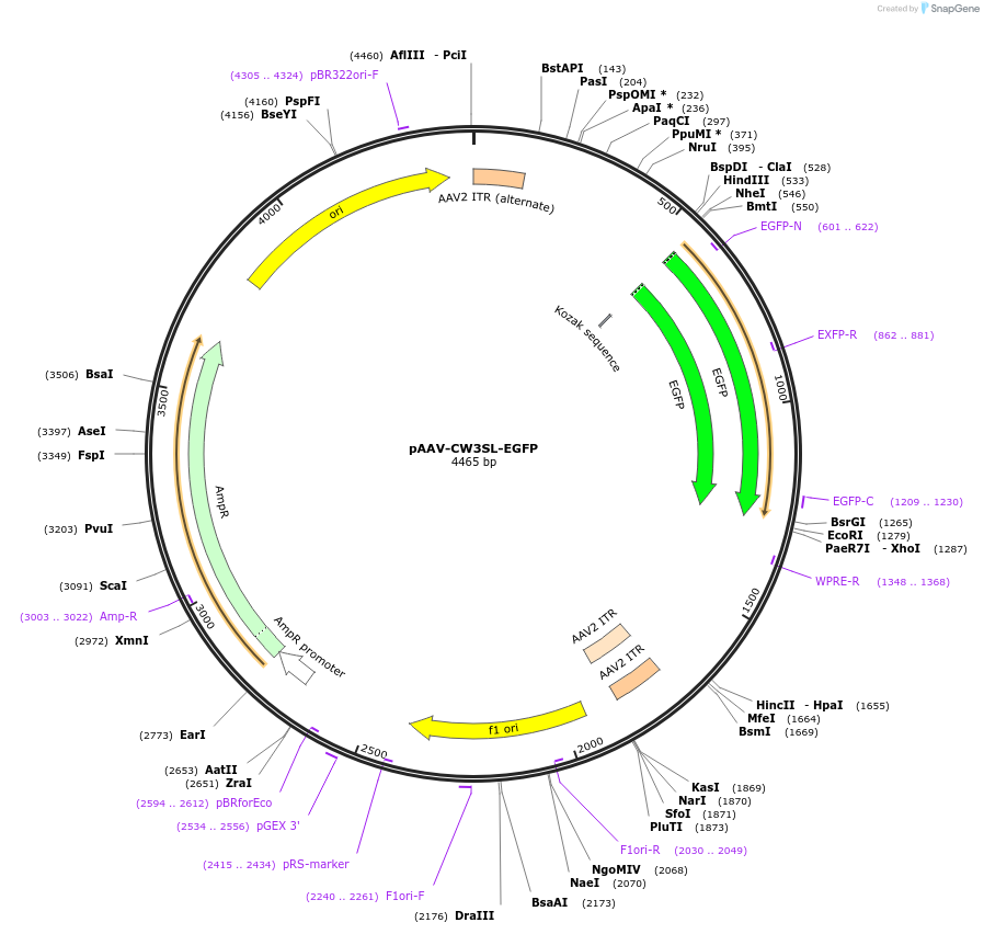 61463-plasmid-map-sequence-id-258218