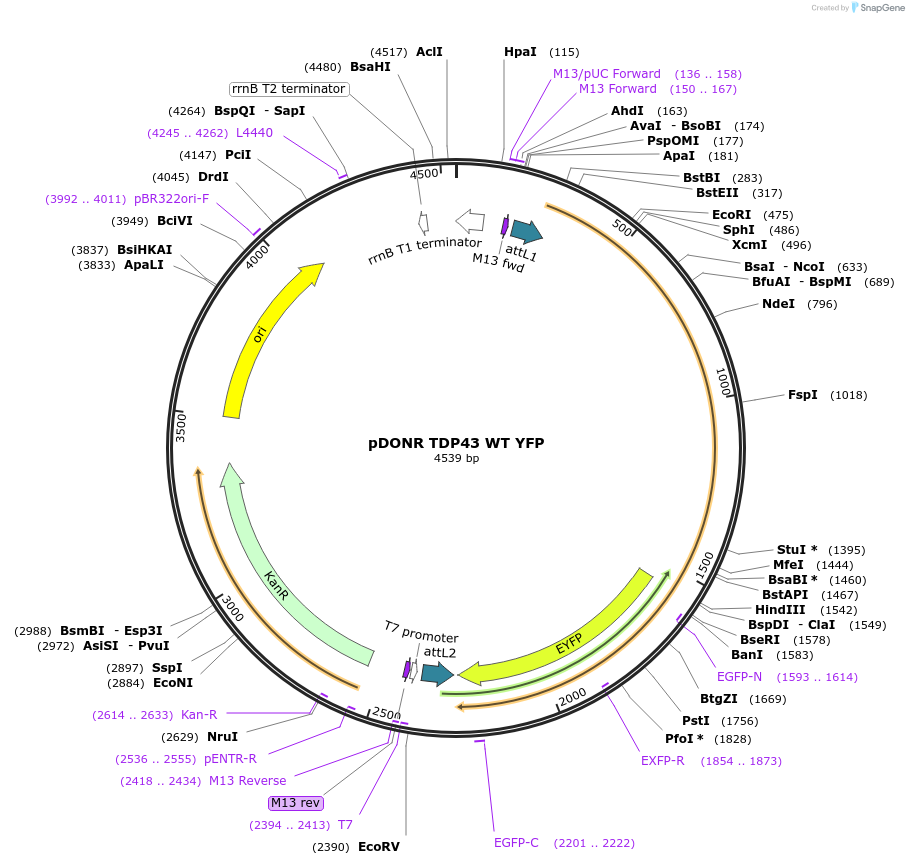 27470-plasmid-map-sequence-id-258225