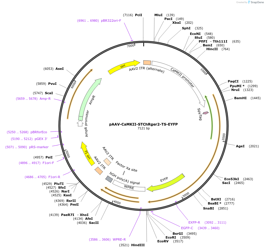129393-plasmid-map-sequence-id-258245