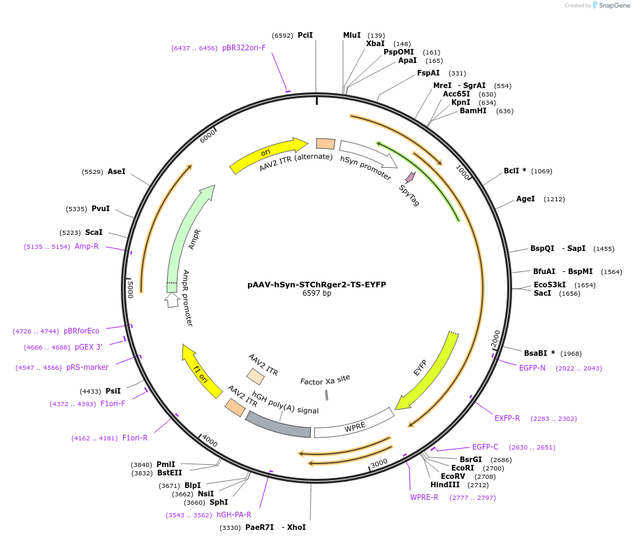 129395-plasmid-map-sequence-id-258248