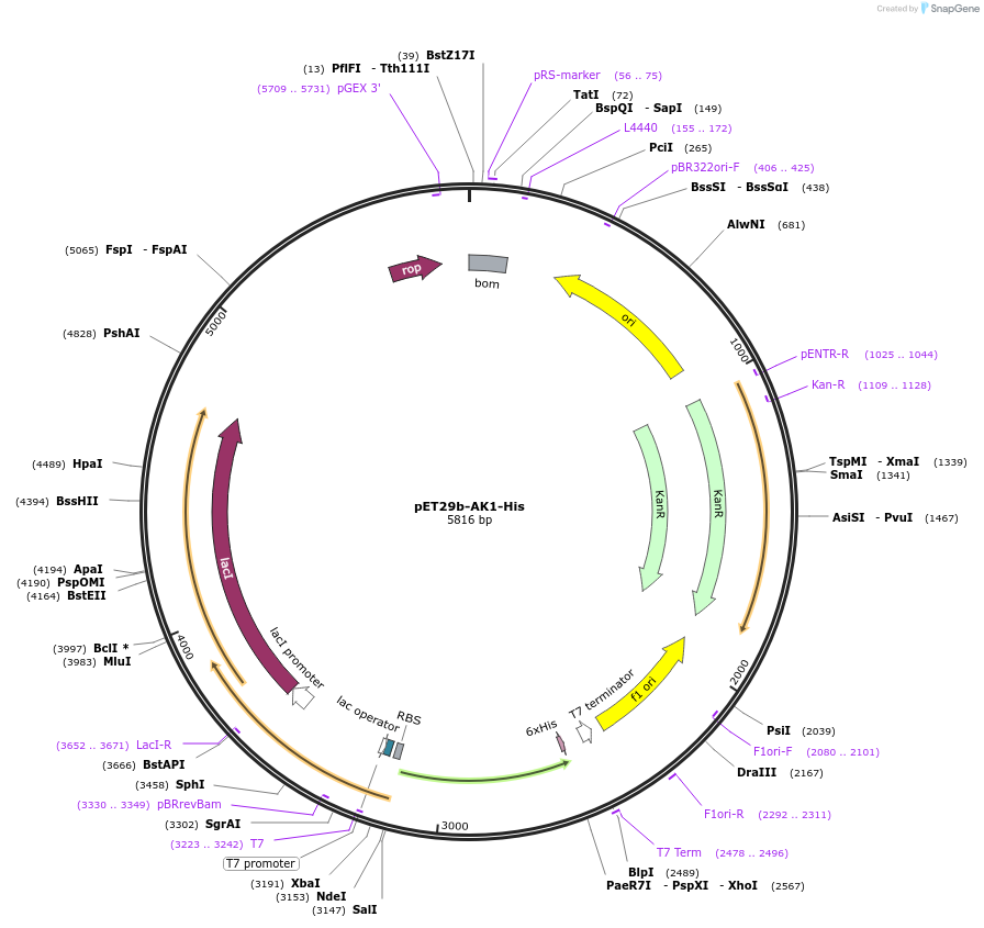 124135-plasmid-map-sequence-id-258253