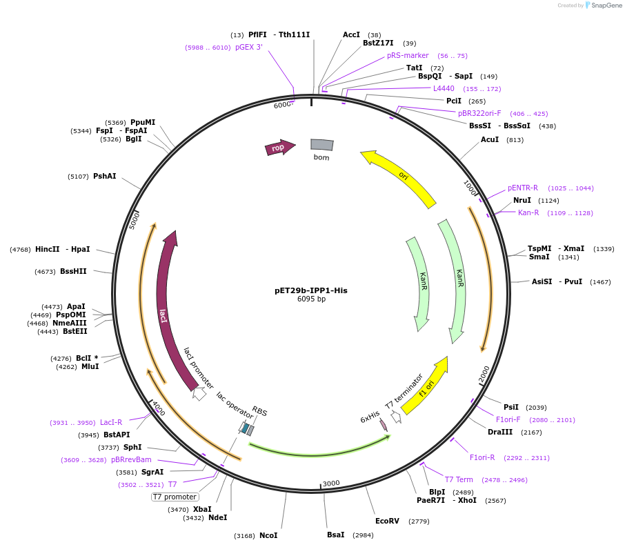 124137-plasmid-map-sequence-id-258254