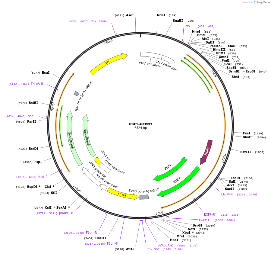 32538-plasmid-map-sequence-id-258256