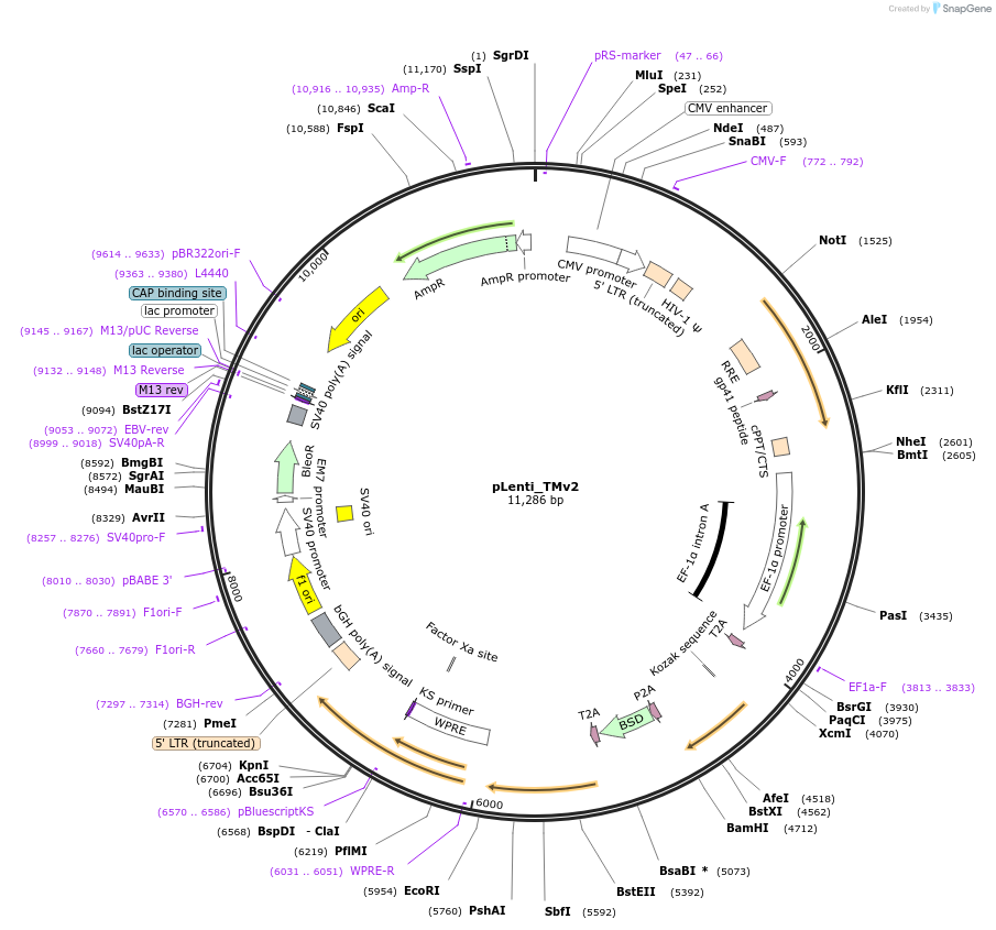131761-plasmid-map-sequence-id-258267