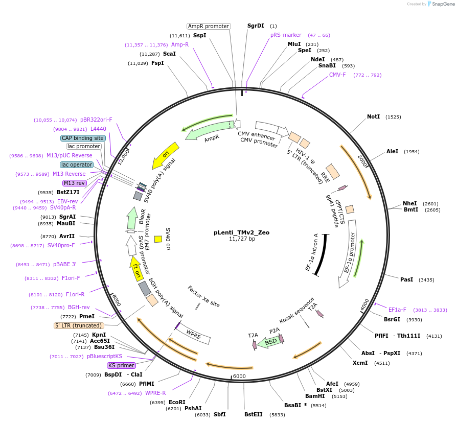 131762-plasmid-map-sequence-id-258271