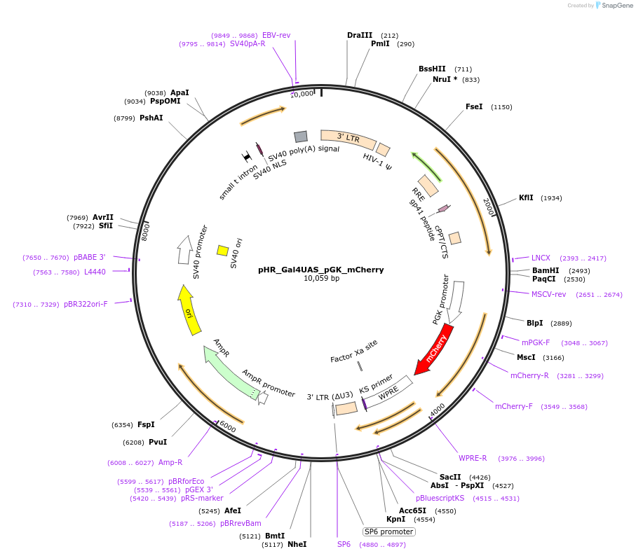 79124-plasmid-map-sequence-id-258277
