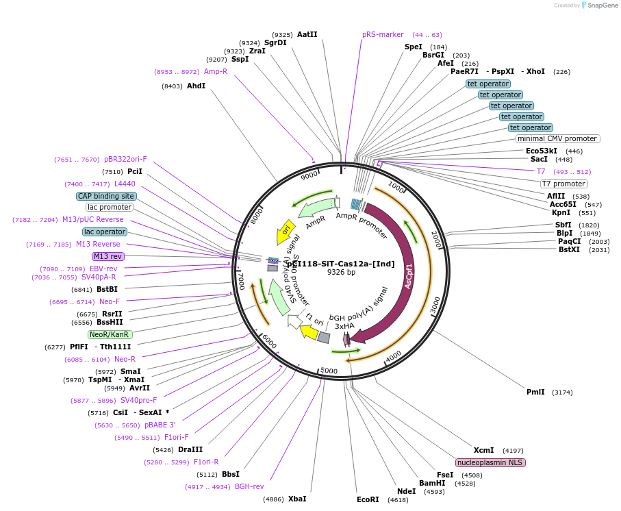 128406-plasmid-map-sequence-id-258281