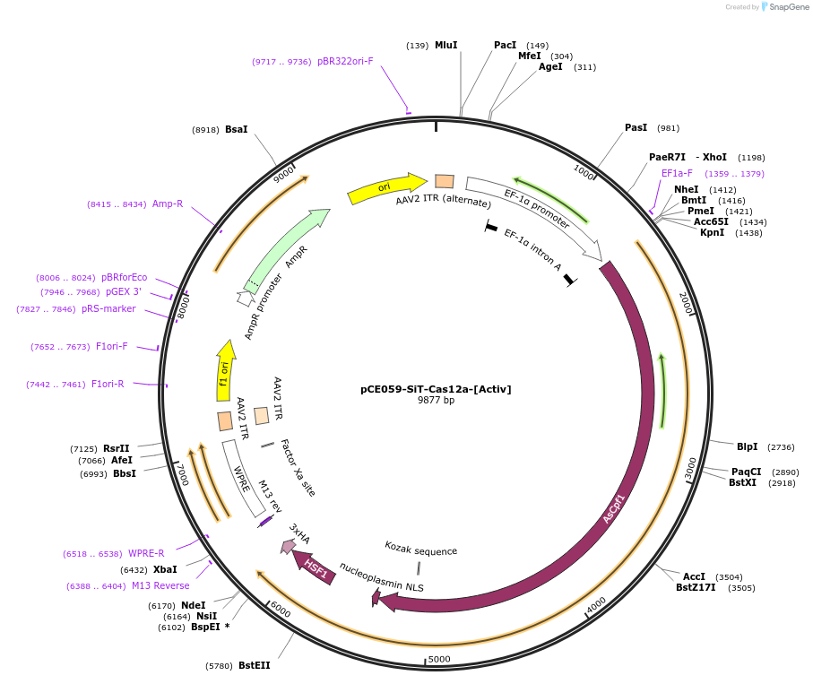 128136-plasmid-map-sequence-id-258285