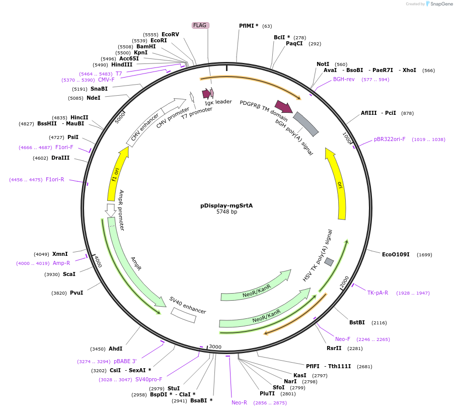 125792-plasmid-map-sequence-id-258287