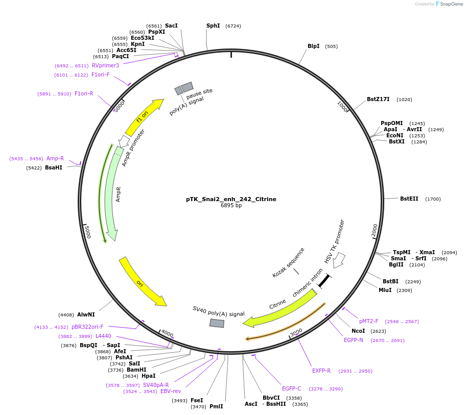 130576-plasmid-map-sequence-id-258291
