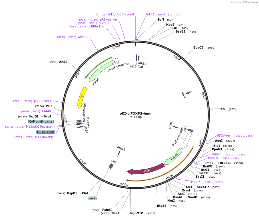 129757-plasmid-map-sequence-id-258292