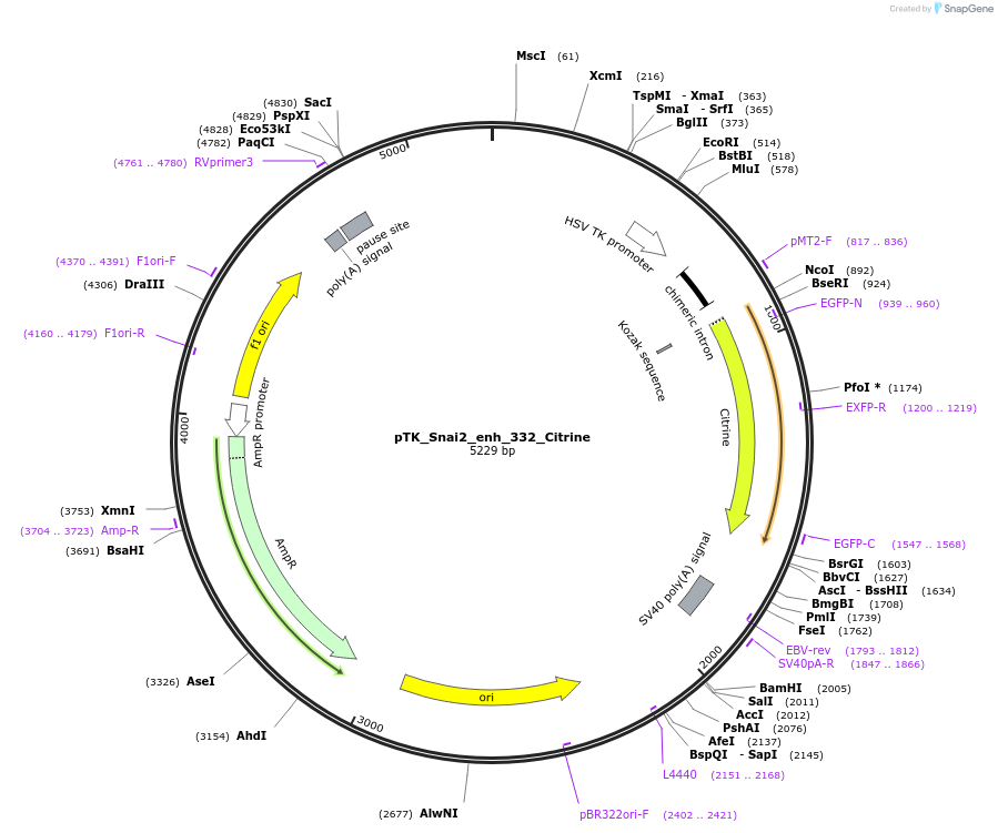 130577-plasmid-map-sequence-id-258293