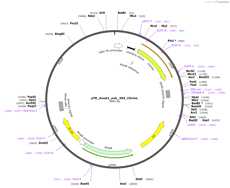 130625-plasmid-map-sequence-id-258295
