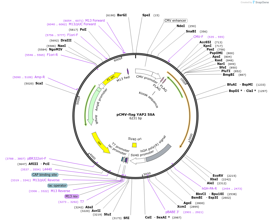 27371-plasmid-map-sequence-id-258296