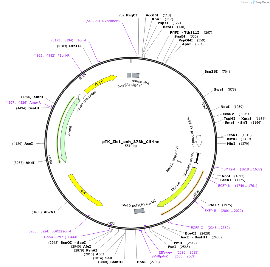130624-plasmid-map-sequence-id-258297