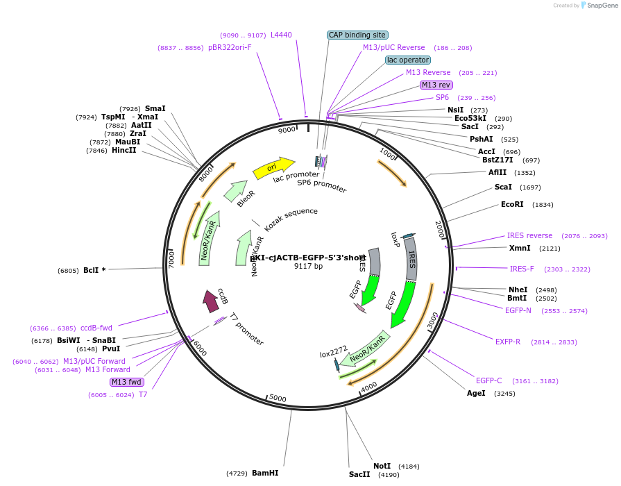 129750-plasmid-map-sequence-id-258300